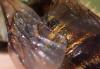 Osmia caerulescens
